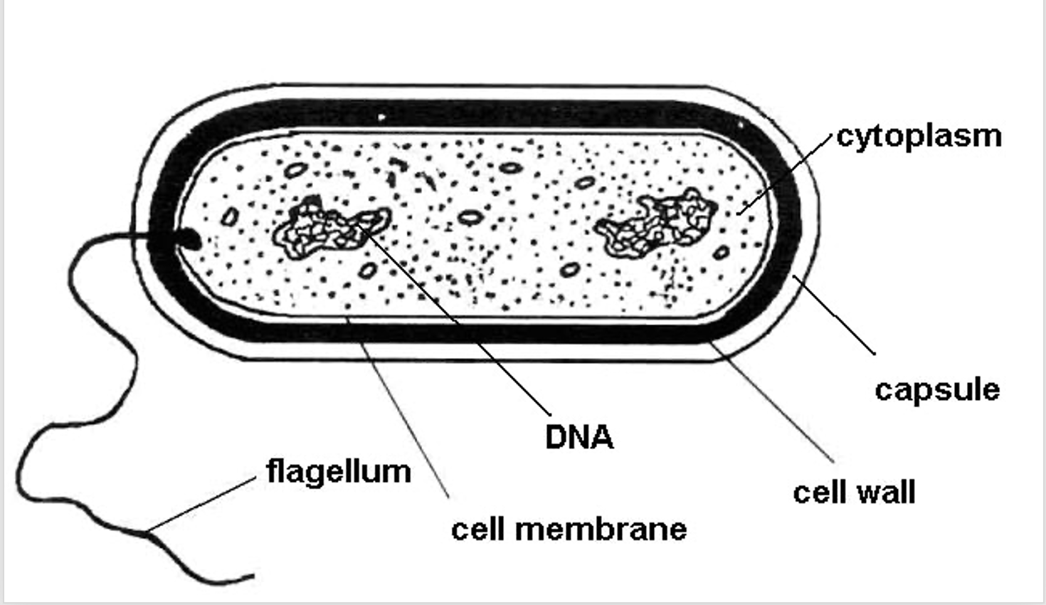 Diversity Flashcards